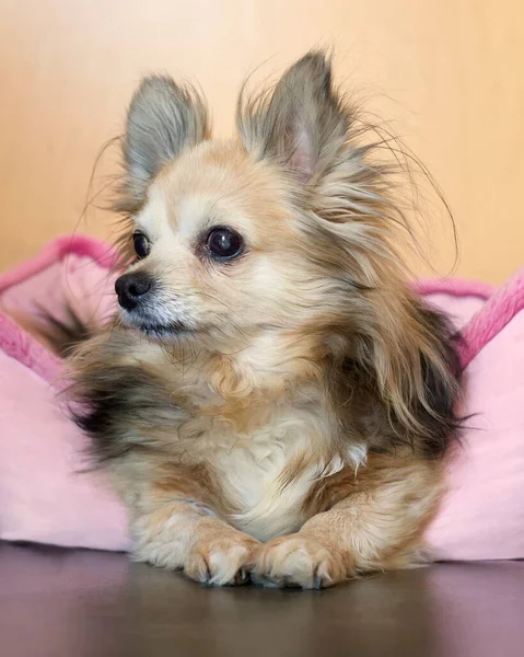 Retrato Uma Mulher Chihuahua Sentada Chão — Fotografia de Stock