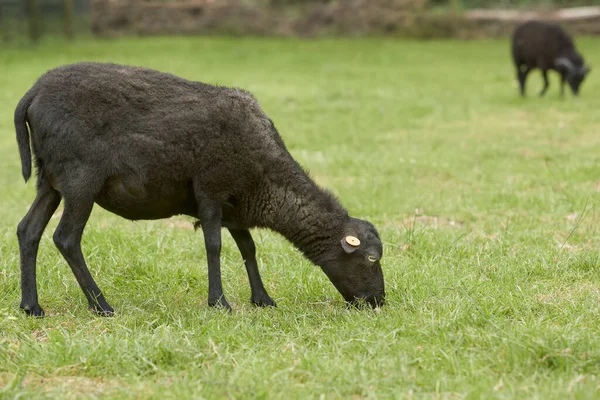 Nyligen Fleeced Svart Ouessant Får Ängen — Stockfoto