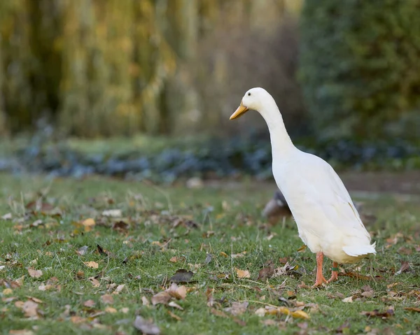 White Indian runner duck in the grass