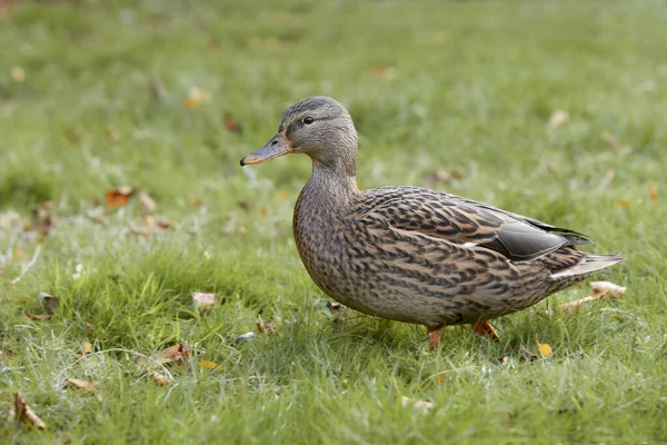 Female Wild Mallard Duck Grass — Stock Photo, Image