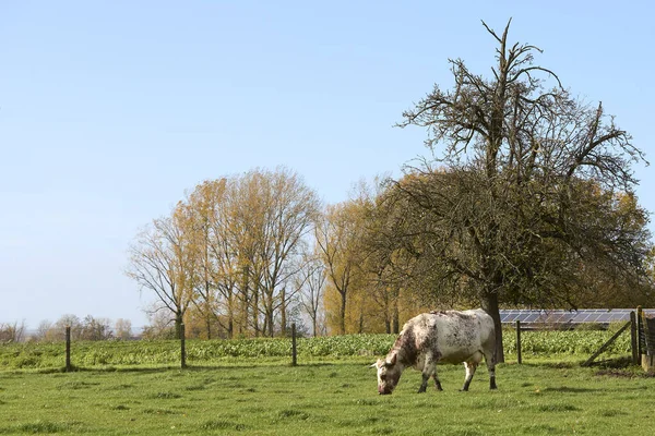 Корови Полі Блакитним Небом — стокове фото