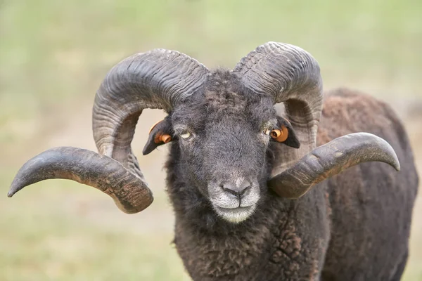 Muž Černé Ouessant Ovce Velkými Rohy — Stock fotografie