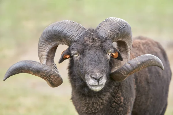 Man Zwart Ouessant Schaap Met Grote Hoorns — Stockfoto