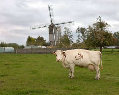 Yel değirmeninin önündeki çayırda bir inek