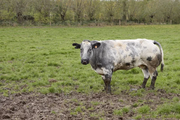 Vaca Prado Hundida Barro — Foto de Stock