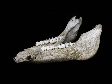 Siyah arka planda izole edilmiş yaban domuzu iskeleti çenesi