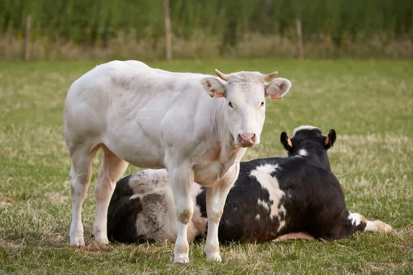 Eine Weiße Und Schwarze Junge Kuh Auf Der Weide — Stockfoto