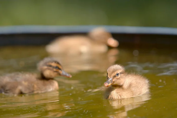 Canetons Dans Eau — Photo