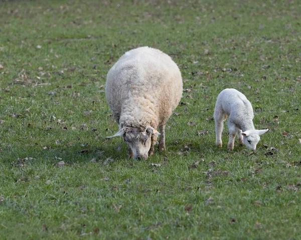 Porträtt Vita Får Tacka Och Hennes Lamm Bete — Stockfoto