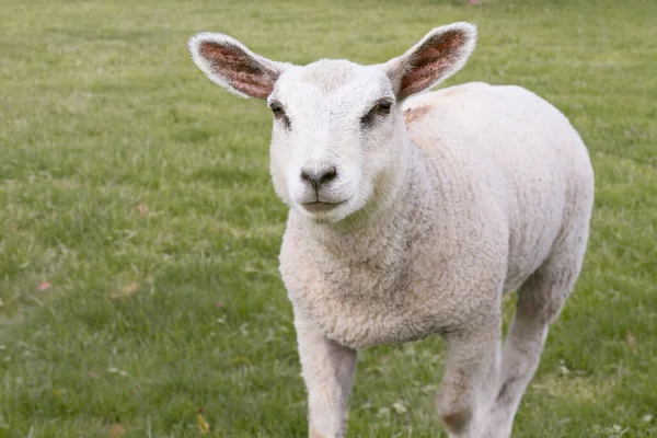 白羊羊的肖像 — 图库照片