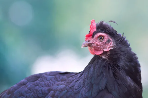 黒羽の鶏のクローズアップ — ストック写真