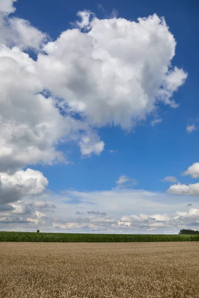 Wheat Field Blue Sky White Clouds Flanders Flemish Ardennes Belgium — Stock Photo, Image