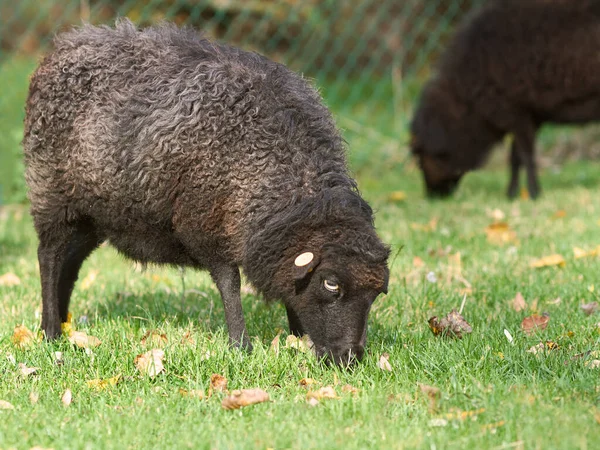 雌羊の肖像 Ewe — ストック写真