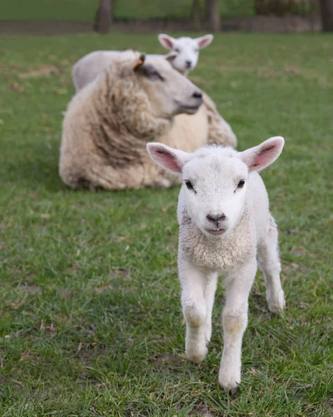 Moutons Blancs Agneaux Dans Prairie — Photo