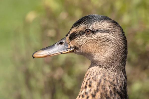 Free Range Indian Runner Duck Garden — Stock Photo, Image