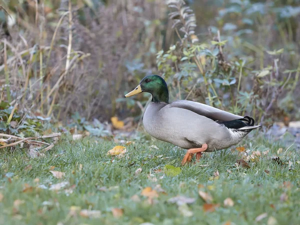 Portrait of a wild duck free range in the grass