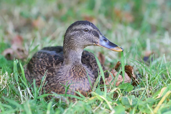 Wild Mallard Duck Grass — 스톡 사진