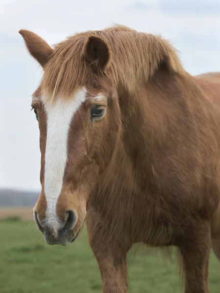 Kopfschuss Porträt Eines Pferdes — Stockfoto