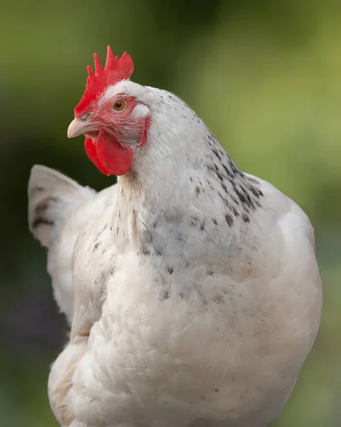 Portrait White Sussex Chicken Isolated Green Background — 스톡 사진