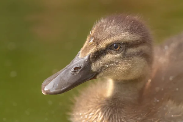 Vahşi Bir Ördek Yavrusuna Yakın — Stok fotoğraf