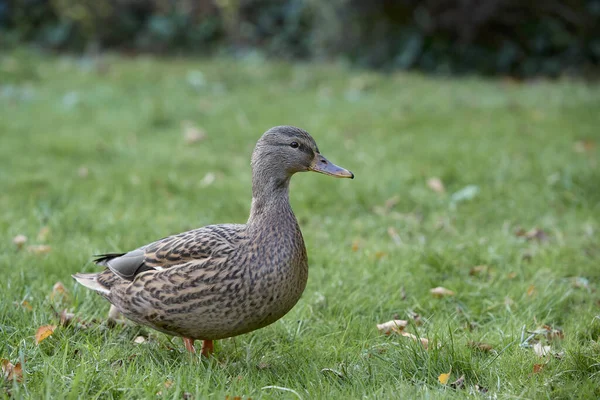 Female Wild Mallard Duck Park — Stock Photo, Image