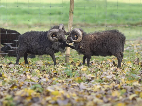 Två Manliga Svarta Ouessant Får Äng Höst — Stockfoto