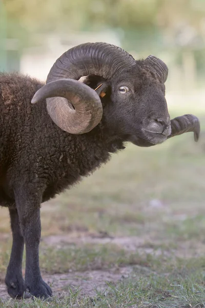 Портрет Чорного Чоловіка Безперервної Вівці Великими Рогами — стокове фото