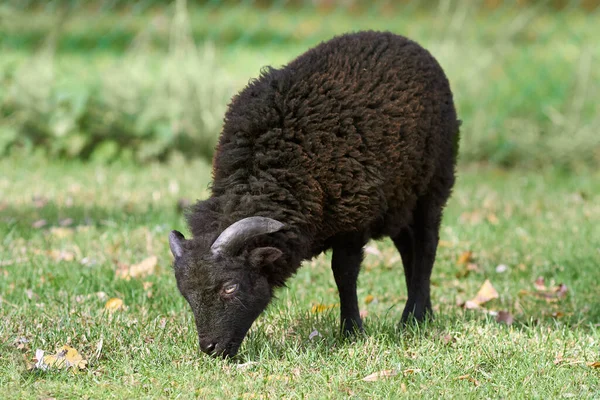 Giovane Maschio Nero Ouessant Pecora — Foto Stock