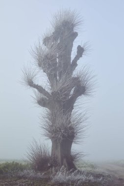 Kış sisinde yaşlı kireç ağacı