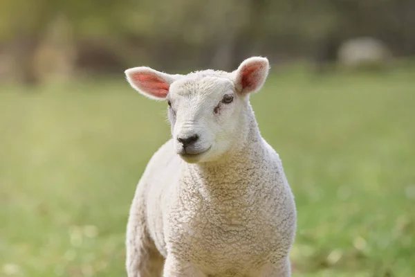 Verträumtes Porträt Eines Weißen Schafes Isoliert Auf Grünem Hintergrund — Stockfoto
