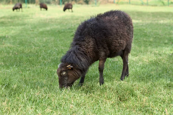 Porträtt Svart Kvinna Ouessant Får — Stockfoto