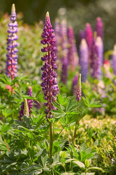 Bahçede Mor Sarı Lupin Çiçekleri — Stok fotoğraf