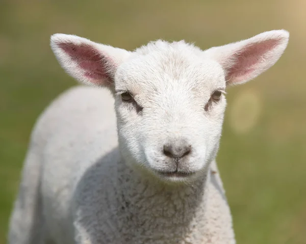 Nahaufnahme Porträt Eines Jungen Weißen Lammes — Stockfoto