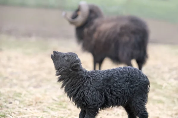 Genç Erkek Siyah Otlakta Başı Yukarıda Koyun Sürüsü — Stok fotoğraf