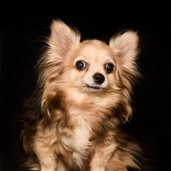 Studio Portret Długowłosej Kobiety Chihuahua — Zdjęcie stockowe