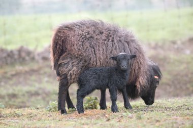 Dişi kahverengimsi, kuzulu koyun.