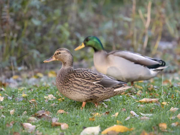 Two wild ducks free range in garden