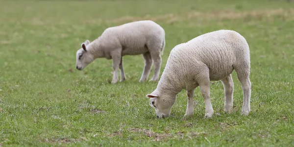 Дві Білі Вівці Лузі Пасуться — стокове фото