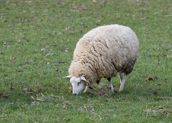 Moutons Flamands Blancs Dans Prairie — Photo