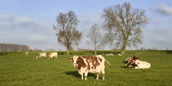 Pastoraal Landelijk Landschap Met Koeien Weiland Vlaamse Ardennen Vlaanderen — Stockfoto