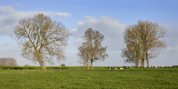 Сільський Краєвид Пасовищем Деревами Фламандському Арденні Фландрія Бельгія — стокове фото