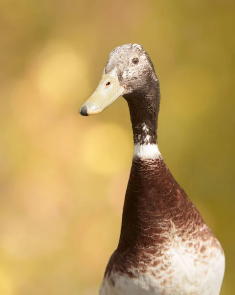 Close Retrato Pato Corredor Indiano Marrom — Fotografia de Stock