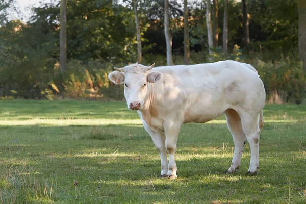 Jeune Vache Blanche Dans Prairie — Photo