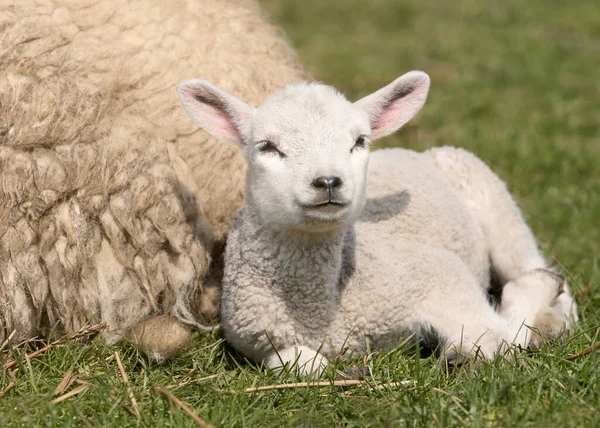 Weißes Lamm Ruht Neben Mutter — Stockfoto