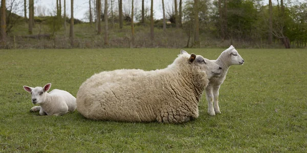 Witte Vlezige Schapen Met Lam — Stockfoto