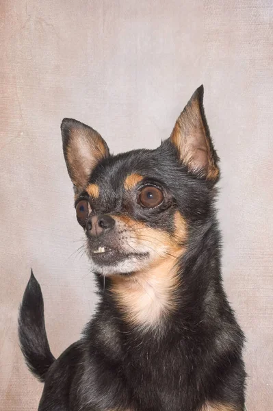 Close Portret Czarnowłosego Chihuahua — Zdjęcie stockowe