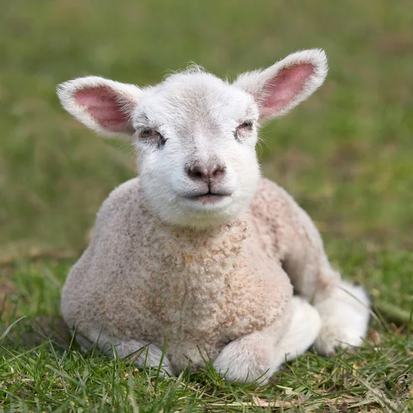 Weißes Flämisches Lamm Auf Der Weide — Stockfoto