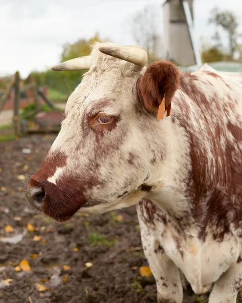 Porträt Der Flämischen Weißen Braunen Kuh Mischlingskäserei Und Rindfleisch — Stockfoto