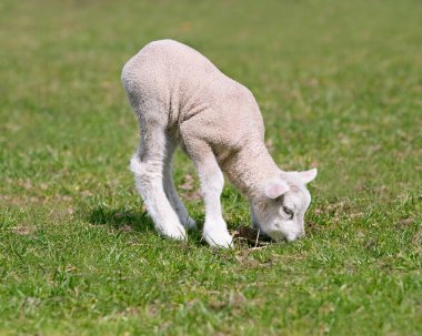 Beyaz Flaman kuzusu çayır koyunu