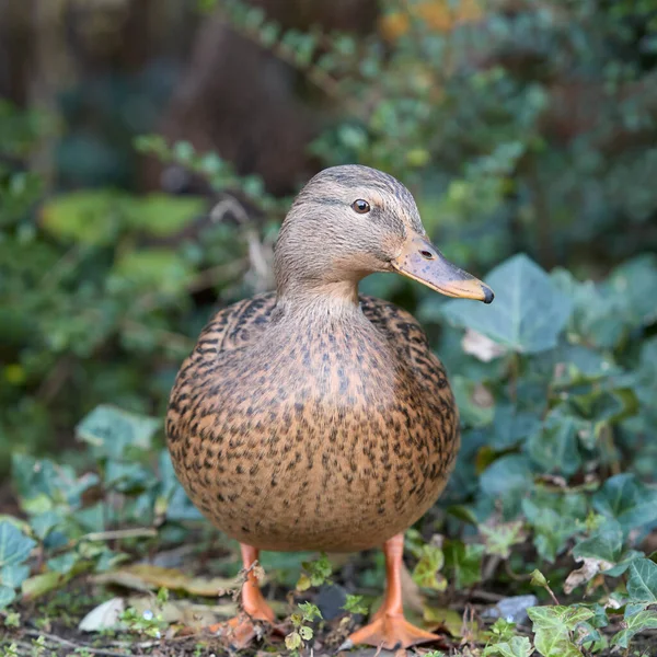 Close Portrait Wild Female Mallard Duck — Stock Photo, Image